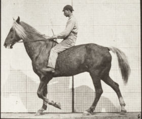 Plate 654 'Buckskin' walking, lame right front foot — figure reference